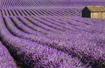 Full-day lavender tour in Valensole from Aix en Provence