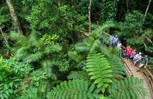 Daintree Rainforest, Cape Tribulation and Bloomfield Track small group tour