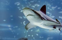 Admission Tickets for the Atlantis Aquarium in Madrid