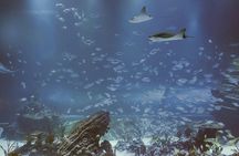 Admission Tickets for the Atlantis Aquarium in Madrid