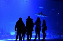 Admission Tickets for the Atlantis Aquarium in Madrid