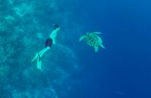 Full-day Kawasan waterfalls and Moalboal island hopping