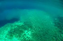 Full-day Kawasan waterfalls and Moalboal island hopping