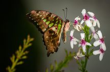 Private Dubai modern tour with butterfly garden