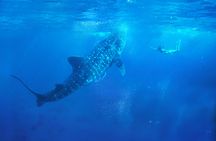 Full-day Oslob whale shark encounter with Tumalog falls