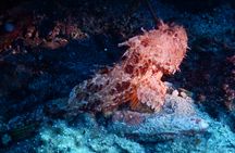 Try scuba diving course in Crete