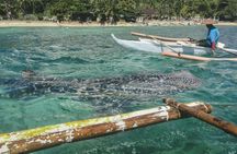 Full-day Oslob whale shark encounter with Tumalog falls