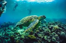 Full-day Oslob whale shark and  Kawasan falls with  Moalboal island hopping