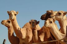 Al Ain full day tour from Dubai
