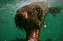 Swim with seals in Plettenberg Bay