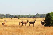 Doñana National Park 4x4 guided tour from Seville