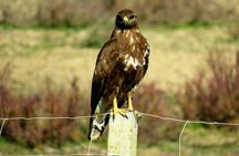 Doñana National Park 4x4 guided tour from Seville