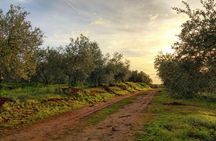 Olive oil farm tour from Seville