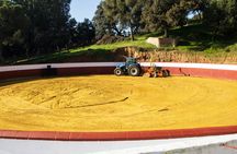 Bull-breeding farm guided half-day tour from Seville