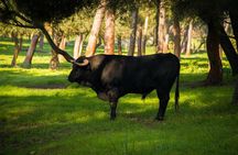 Bull-breeding farm guided half-day tour from Seville