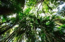 Lamington National Park, O'Reilly's and vineyard tour