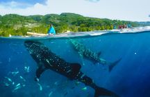 Full-day Oslob whale shark and  Kawasan falls with  Moalboal island hopping