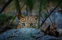 Jhalana Leopard Sanctuary Half-Day Private Tour