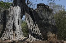 Arabuko Sokoke Forest and Gedi Ruins Day Tour from Mombasa North Coast