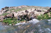 Seal viewing tour in Plettenberg Bay