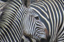 Nyerere National Park one-day safari from Zanzibar with flights