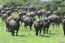 Nyerere National Park one-day safari from Zanzibar with flights