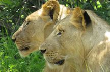 Nyerere National Park one-day safari from Zanzibar with flights