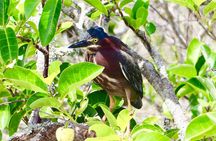 Airboat tour of the Everglades National Park