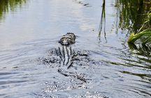 Airboat tour of the Everglades National Park