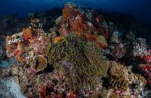 PADI Discover Scuba Diving from RIU Atoll and RIU Palace Maldivas