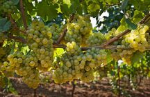 Private buggy vineyards tour
