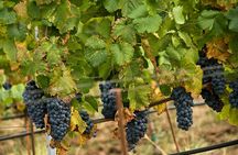 Private buggy vineyards tour