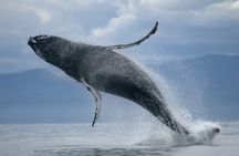 ATV riding and whale watching combo