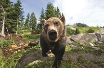 Grouse Mountain Admission Ticket