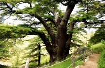 Cedars, Besharre and Kozhaya full-day tour