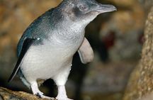 Phillip Island wildlife and Brighton Beach Boxes bus tour