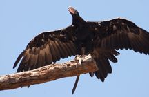 Healesville Sanctuary and Phillip Island Wildlife Park bus tour