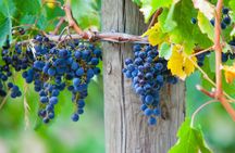 Mornington Peninsula Winery bus tour with  lunch and tasting