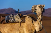 Agadir camel safari