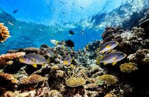 Great Barrier Reef snorkel indigenous experience