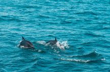Mirissa whale watching from Colombo