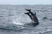 Mirissa whale watching from Colombo