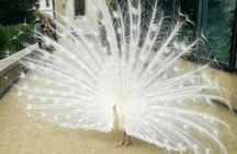 Prague Renaissance and Baroque gardens tour with a friendly historian