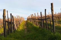 Slovenian Istra wine tour from the Slovenian Coast