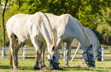 Lipica Stud farm and Postojna cave tour from the Slovenian Coast