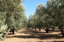 Olive oil tour and visit to the historical village of Belchite