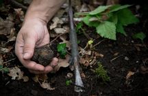 Burgundy truffle hunting demonstration and truffle lunch