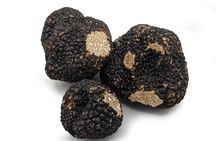 Burgundy truffle hunting demonstration and truffle lunch