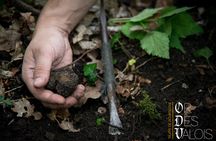 Burgundy truffle hunting demonstration and truffle tasting session