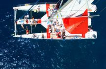 3-hour whale and dolphin observation on an eco-catamaran